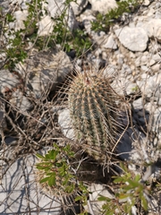 Echinocereus armatus
