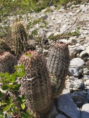 Echinocereus armatus