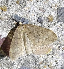 Operophtera relegata