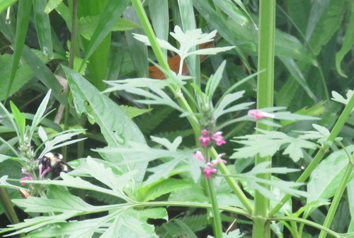 Honeyweed (Leonurus sibiricus)