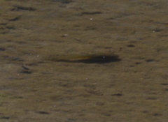 Lithobates catesbeianus