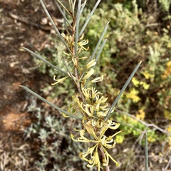 Hakea tephrosperma