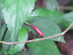 Ruellia angustiflora