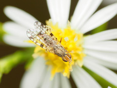 Dioxyna picciola
