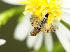 Dioxyna picciola