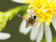 Dioxyna picciola
