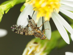 Dioxyna picciola