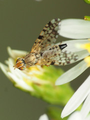Dioxyna picciola