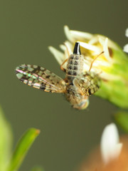 Dioxyna picciola