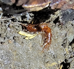 Lithobius forficatus