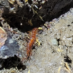 Lithobius forficatus