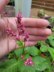 Persicaria tinctoria