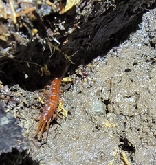 Lithobius forficatus