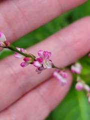 Persicaria tinctoria