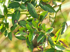 Rosisphaerella rosicola