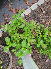 Persicaria tinctoria