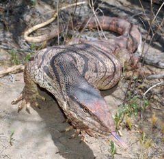 Varanus griseus caspius
