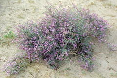 Astragalus ammodendron