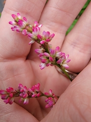 Persicaria tinctoria