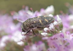 Acmaeoderella troniceki