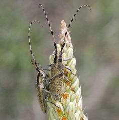 Agapanthia auliensis