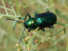 Chrysochares asiaticus