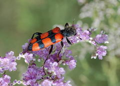 Trichodes spectabilis