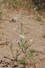 Delphinium camptocarpum
