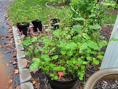 Persicaria tinctoria