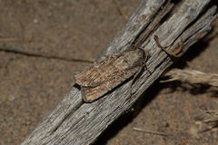 Dichagyris orientis