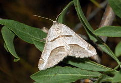 Digrammia tancrearia