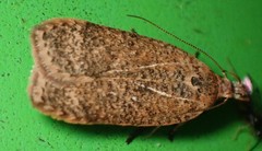 Dichomeris ventrellus