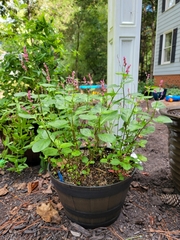 Persicaria tinctoria
