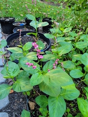 Persicaria tinctoria