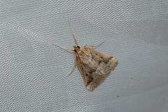 Palepicorsia ustrinalis