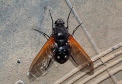 Satyramoeba hetrusca