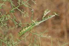 Empusa pennicornis