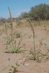 Eremurus inderiensis