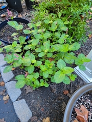 Persicaria tinctoria