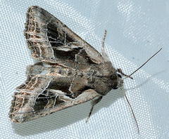 Lacanobia praedita