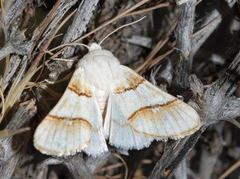 Pinacoplus didymogramma