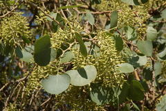 Populus pruinosa