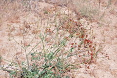 Prangos didyma
