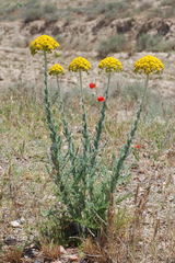 Pseudohandelia umbellifera