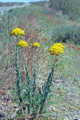 Pseudohandelia umbellifera