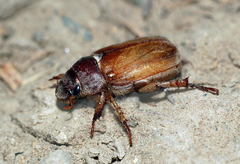 Adoretus pruinosus