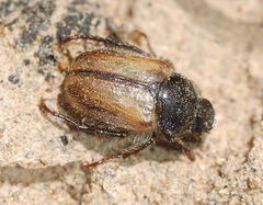 Micropertha variabilis