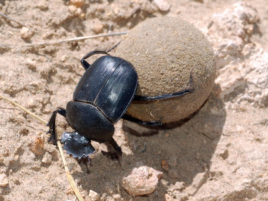 Scarabaeus acuticollis