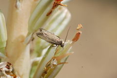 Scythris capitalis