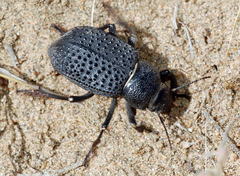 Trigonoscelis gemmulata